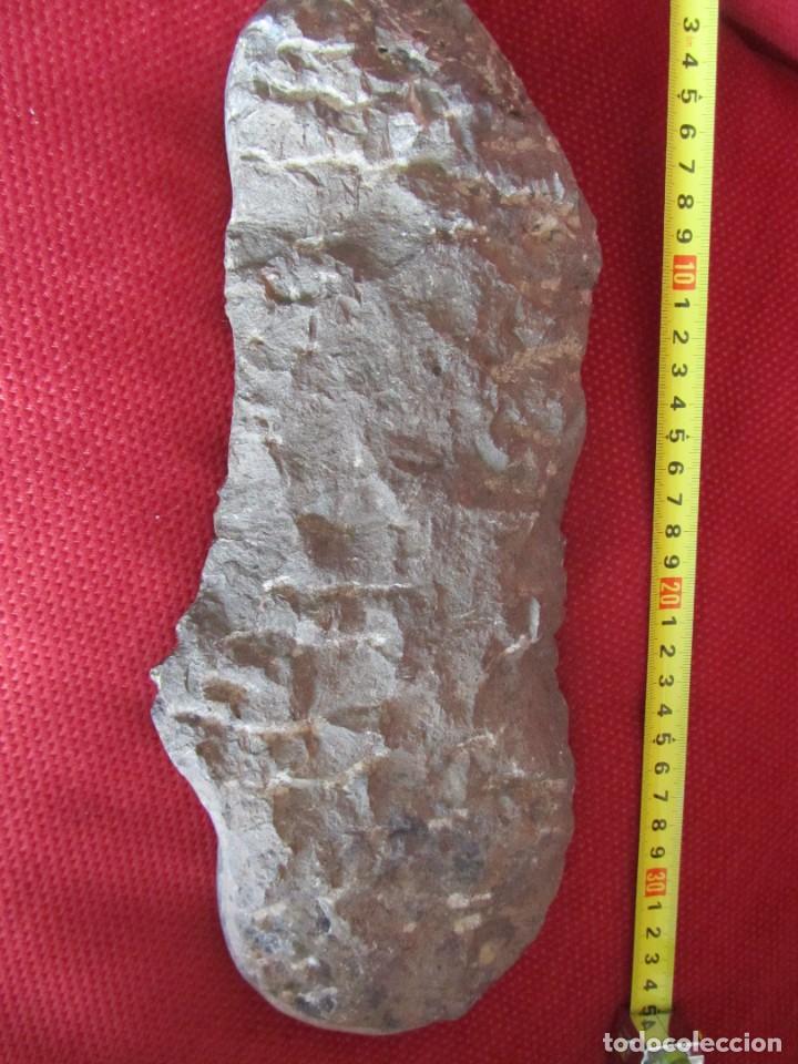 Coleccionismo de f&oacute;siles: F&Oacute;SIL DOS AMMONITES - Foto 3