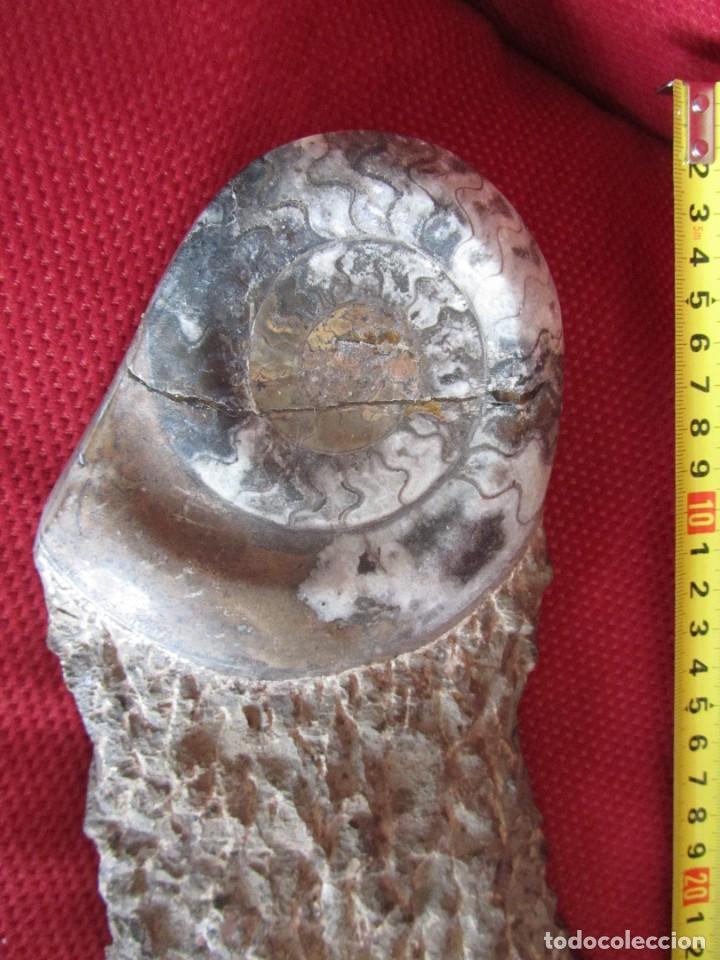 Coleccionismo de f&oacute;siles: F&Oacute;SIL DOS AMMONITES - Foto 4