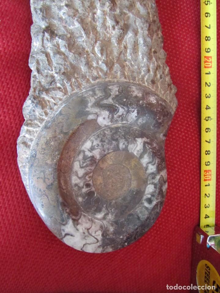 Coleccionismo de f&oacute;siles: F&Oacute;SIL DOS AMMONITES - Foto 5