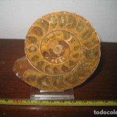 Coleccionismo de fósiles: AMMONITE FOSIL CRISTALIZADO PULIDO. JURASICO. MADAGASCAR. PALEONTOLOGIA 6. Lote 356032815