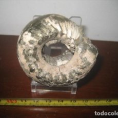Coleccionismo de fósiles: AMMONITE FOSIL. TELOCERAS PIRITIZADO. JURASICO. RUSIA. PALEONTOLOGIA 7