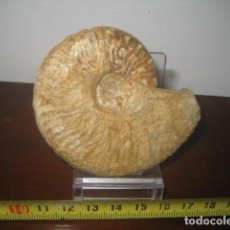 Coleccionismo de fósiles: AMMONITE FOSIL. HARPOCERAS. JURASICO. ESPAÑA. PALEONTOLOGIA 13