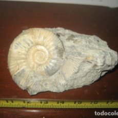 Coleccionismo de fósiles: AMMONITE FOSIL. PROPLANULITES. JURASICO. WILTSHIRE. INGLATERRA. PALEONTOLOGIA 17. Lote 356036220