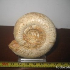Coleccionismo de fósiles: AMMONITE FOSIL. HAMMATOCERAS PLANIFORME. JURASICO. ESPAÑA. PALEONTOLOGIA 18. Lote 356036440