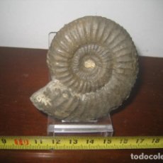 Coleccionismo de fósiles: AMMONITE FOSIL. GRAMMOCERAS. JURASICO. ALEMANIA. PALEONTOLOGIA 19