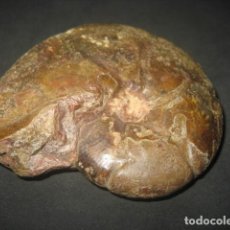 Coleccionismo de fósiles: AMMONITE FOSIL. HOLCOPHYLLOCERAS. CRETACICO. ESPAÑA. PALEONTOLOGIA. Lote 356862030