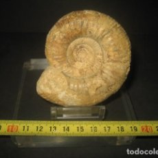 Coleccionismo de fósiles: AMMONITE FOSIL. PROCERITES. JURASICO. FRANCIA. PALEONTOLOGIA