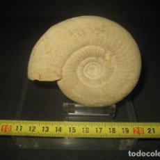 Coleccionismo de fósiles: AMMONITE FOSIL. LEPTOSPHINCTES. JURASICO. ESPAÑA. PALEONTOLOGIA. Lote 356862925