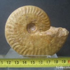 Coleccionismo de fósiles: AMMONITE FOSIL. OPHELIA. JURASICO. ESPAÑA. Lote 358688820