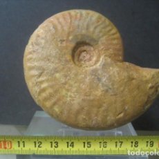 Coleccionismo de fósiles: AMMONITE FOSIL. OPHELIA. JURASICO. ESPAÑA. Lote 358688870