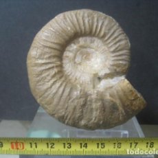 Coleccionismo de fósiles: AMMONITE FOSIL. PERIPHINCTES. JURASICO. ESPAÑA