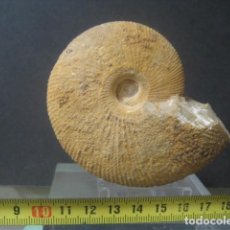 Coleccionismo de fósiles: AMMONITE FOSIL. MACROCEPHALITES. JURASICO. ESPAÑA. Lote 358691720
