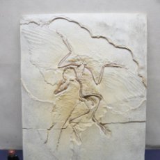 Coleccionismo de fósiles: PLACA 45 CM - FABULOSA REPLICA FOSIL ARCHAEOPTERYX - JURÁSICO SUPERIOR SOLNHOFEN ALEMANIA. Lote 359045810