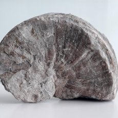 Coleccionismo de fósiles: PSEUDOTOUCASIA FÓSIL. CRETÁCICO.. Lote 364052101