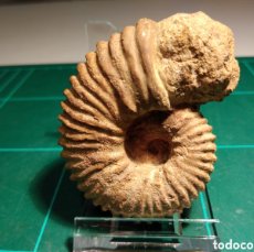 Coleccionismo de fósiles: AMMONITES FOSIL CALYCOCERAS ASIATICUM SPINOSUM. CRETACICO. INDIA.. Lote 365736046