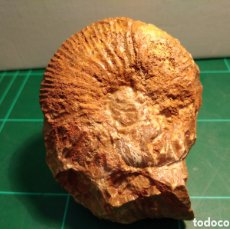 Coleccionismo de fósiles: AMMONITES FOSIL MACROCEPHALITES. JURÁSICO. EUROPA.. Lote 365831936