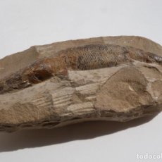 Coleccionismo de fósiles: PEZ FOSIL - DE COLECCION. Lote 365890131