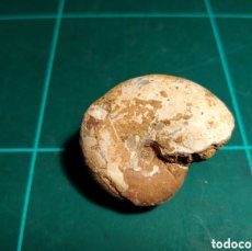 Coleccionismo de fósiles: AMMONITES FOSIL PHYLLOCERAS. JURÁSICO. MADAGASCAR.
