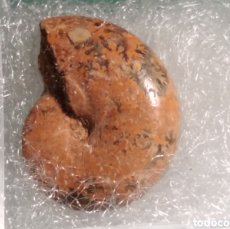 Coleccionismo de fósiles: AMMONITES PHYLLOCERAS. JURÁSICO. MADAGASCAR.. Lote 366615806
