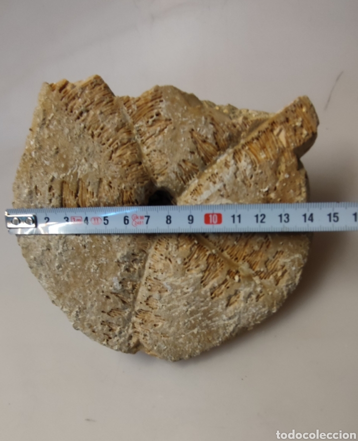 Coleccionismo de f&oacute;siles: Estrella de mar - Foto 4