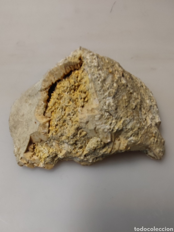 Coleccionismo de f&oacute;siles: Estrella de mar - Foto 8