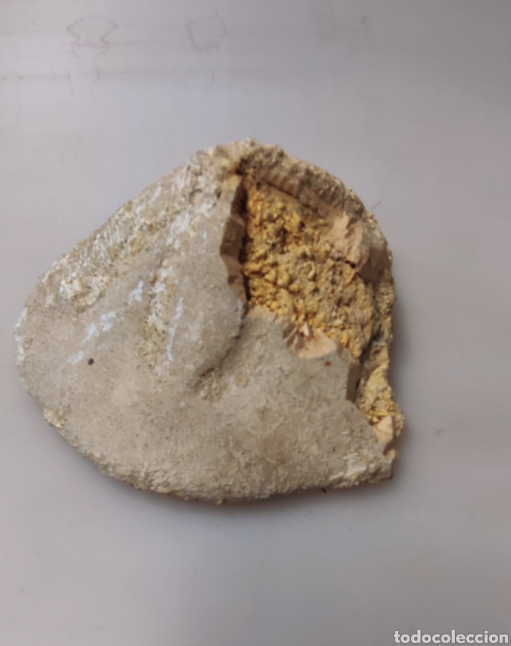Coleccionismo de f&oacute;siles: Estrella de mar - Foto 10