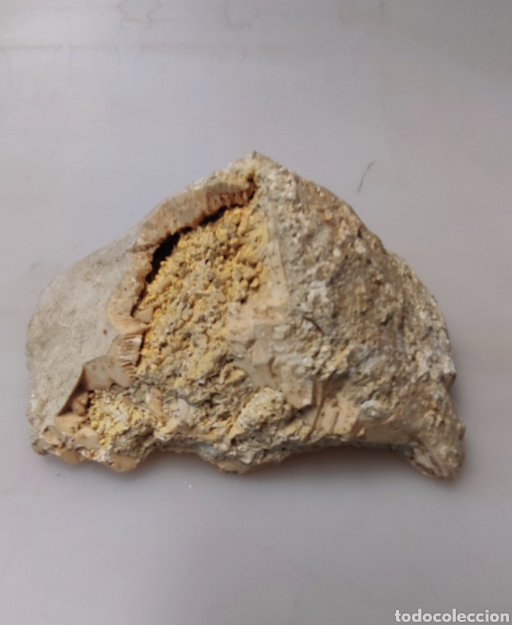Coleccionismo de f&oacute;siles: Estrella de mar - Foto 12