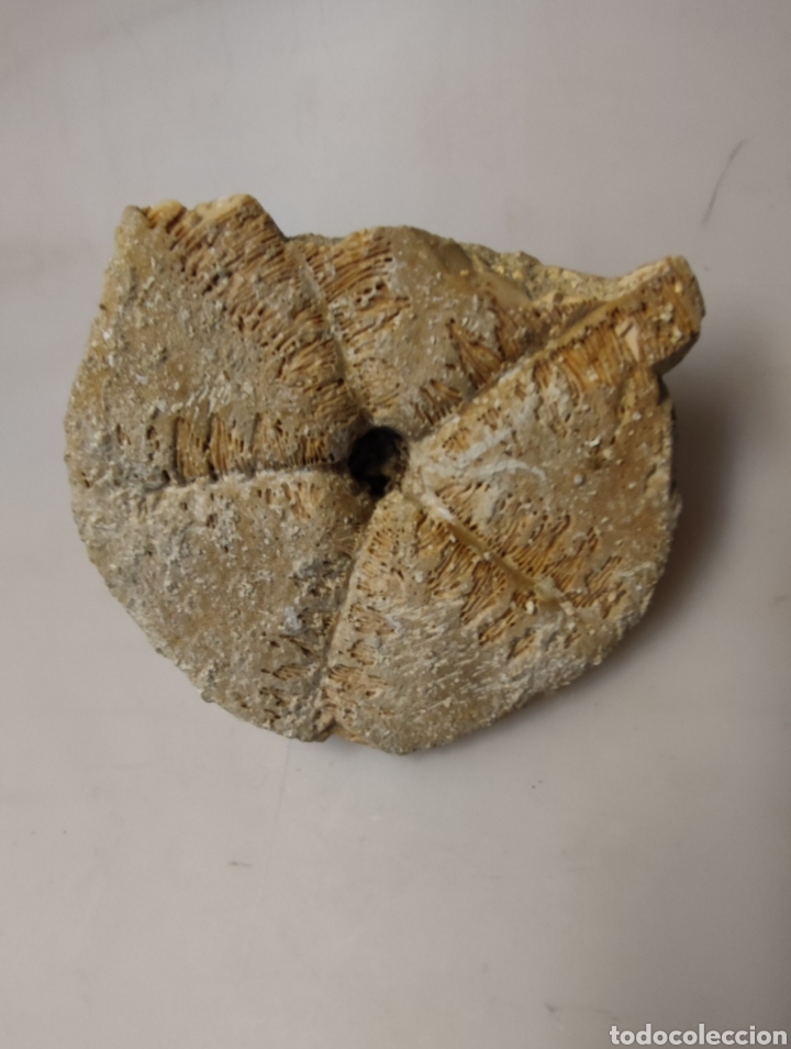 Coleccionismo de f&oacute;siles: Estrella de mar - Foto 1