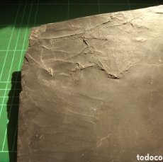 Coleccionismo de fósiles: CRINOIDES FÓSILES PARISANGULOCRINUS ZEAEFORMIS. DEVONICO. ALEMANIA.
