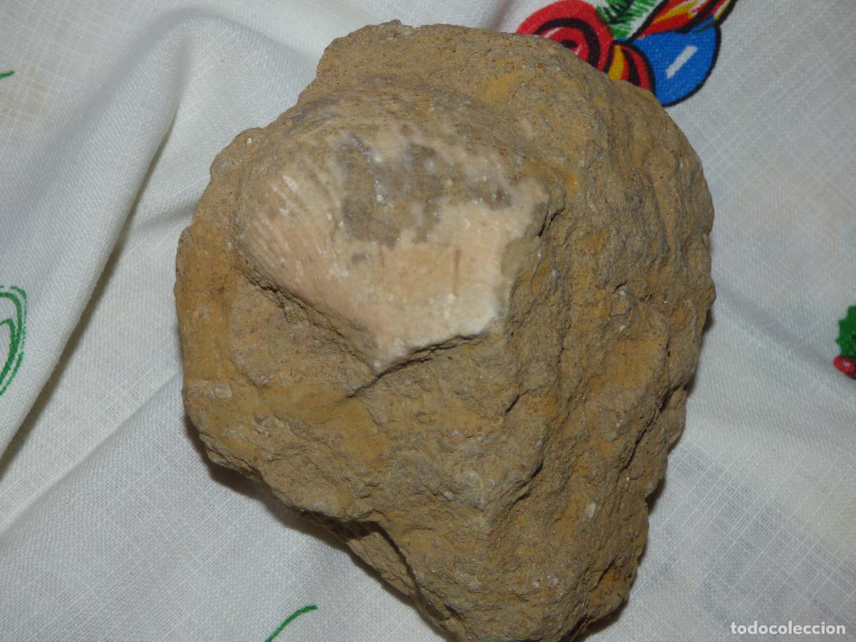 Coleccionismo de f&oacute;siles: Fosil,molusco bivalvo. - Foto 1