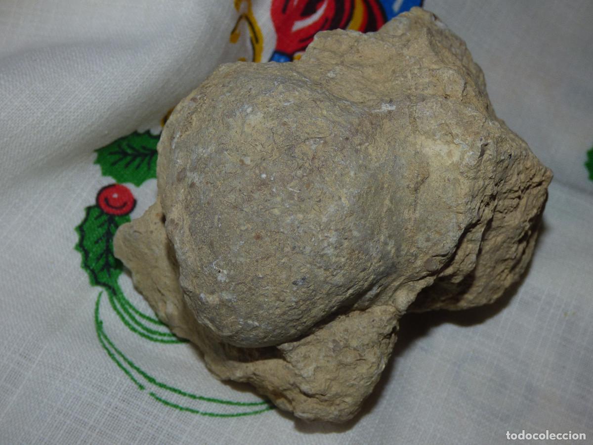 Coleccionismo de f&oacute;siles: Fosil,molusco bivalvo. - Foto 1