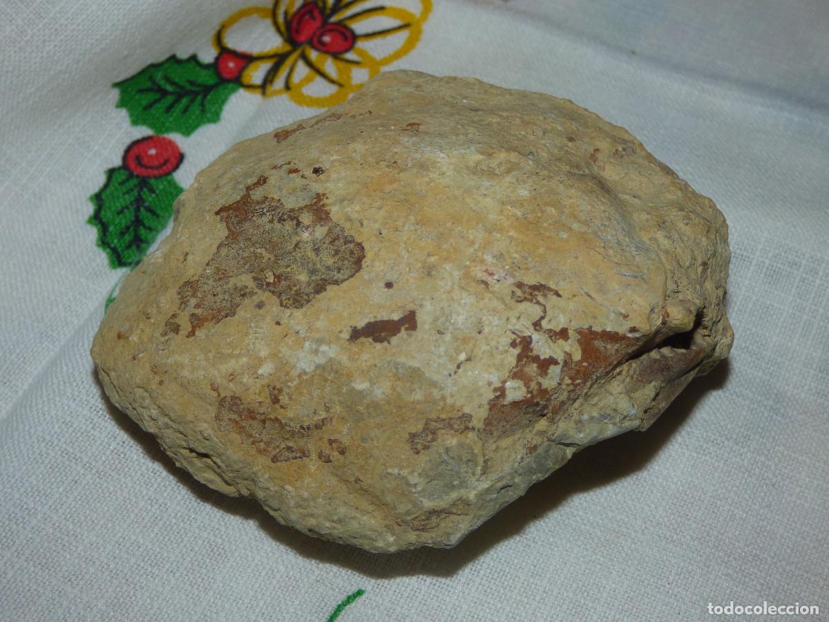 Coleccionismo de f&oacute;siles: Fosil,molusco bivalvo. - Foto 1