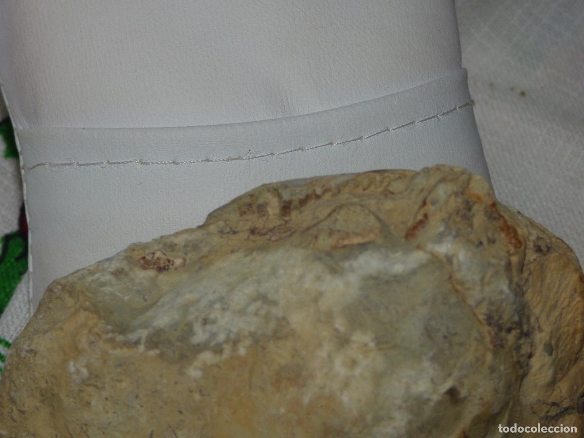 Coleccionismo de f&oacute;siles: Fosil,molusco bivalvo. - Foto 3