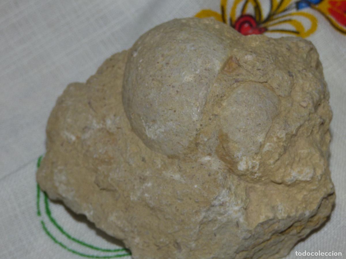 Coleccionismo de f&oacute;siles: Fosil,molusco gasteropodo. - Foto 1