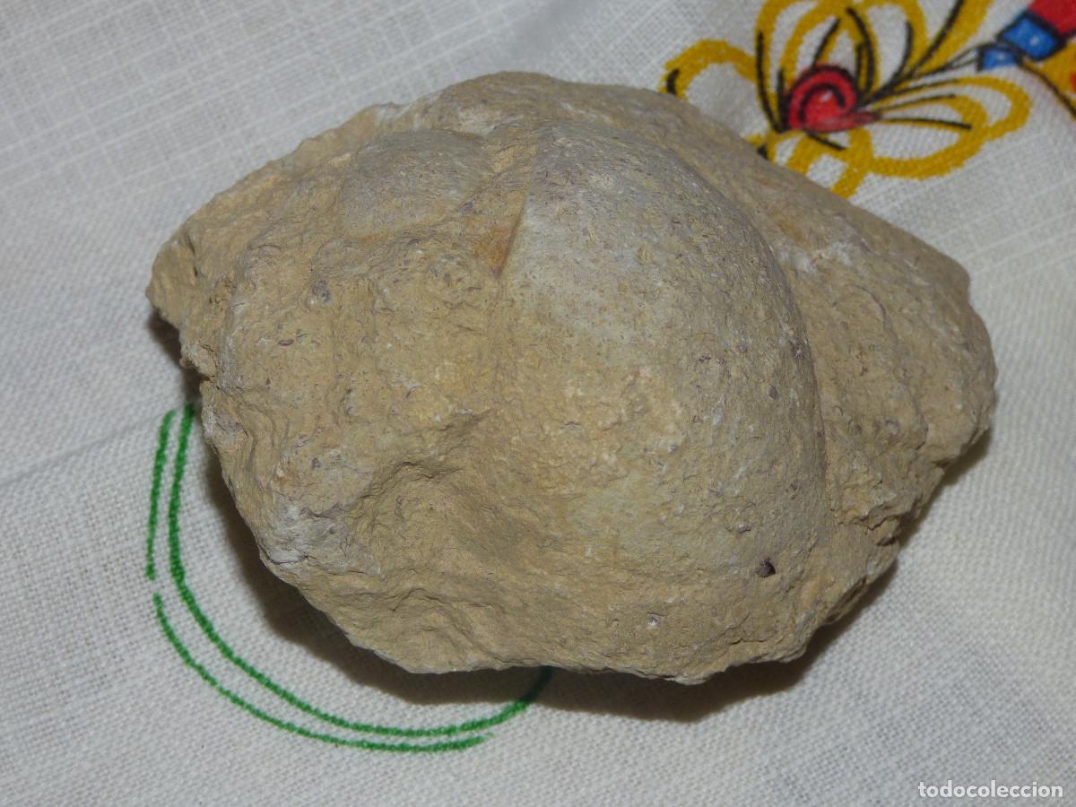 Coleccionismo de f&oacute;siles: Fosil,molusco gasteropodo. - Foto 2