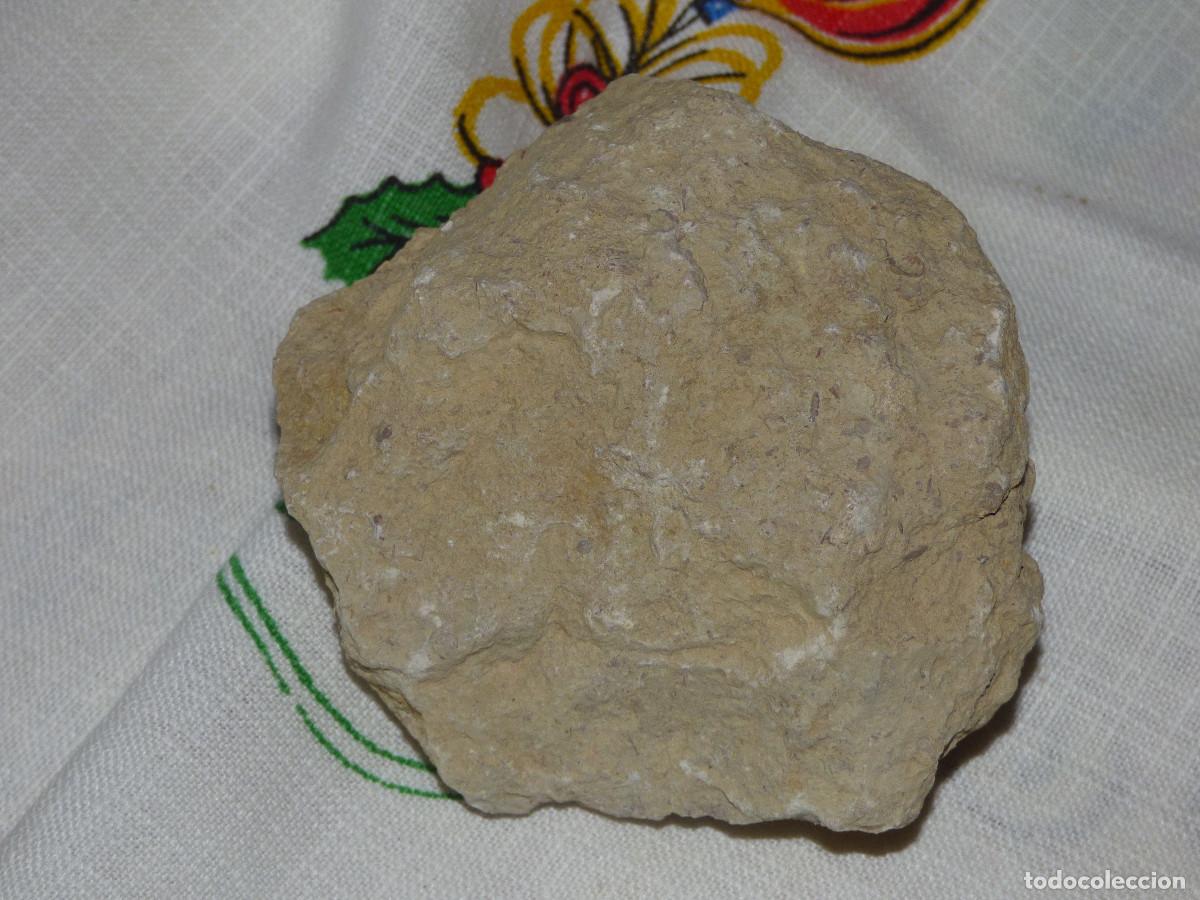 Coleccionismo de f&oacute;siles: Fosil,molusco gasteropodo. - Foto 3