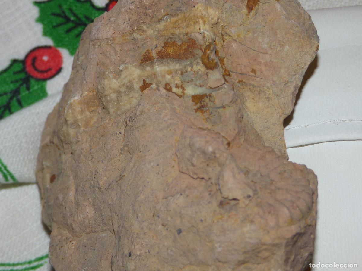 Coleccionismo de f&oacute;siles: Fosil,amonites. - Foto 2