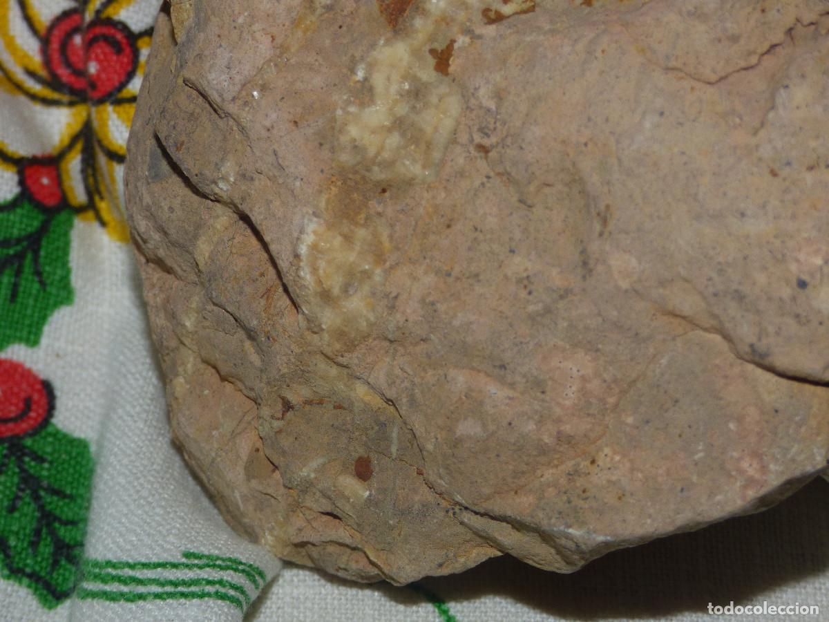 Coleccionismo de f&oacute;siles: Fosil,amonites. - Foto 3