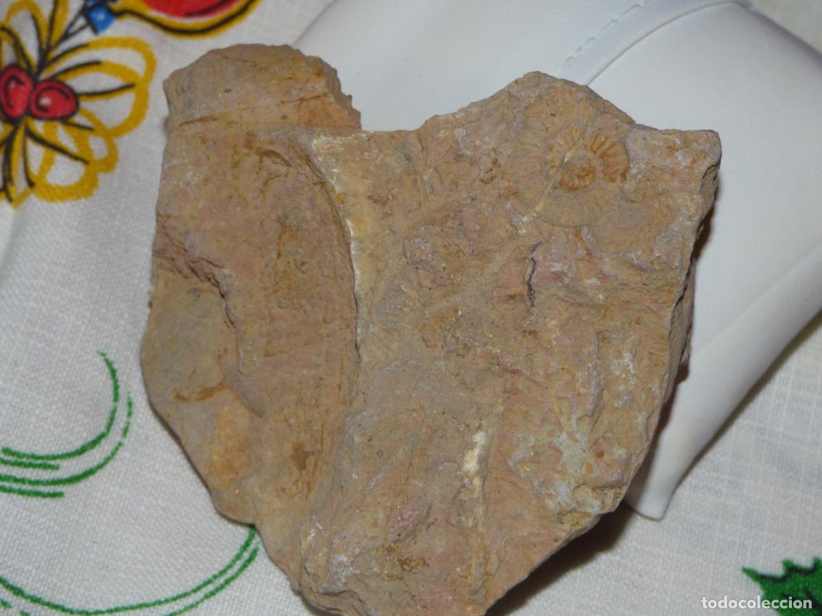 Coleccionismo de f&oacute;siles: Fosil,amonites. - Foto 5