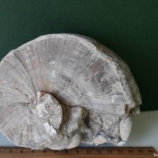 Coleccionismo de fósiles: PSEUDOTOUCASIA CON OTROS FÓSILES. CRETÁCICO. 14 CM.. Lote 375722054