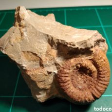 Coleccionismo de fósiles: AMMONITES FOSIL. JURÁSICO. EUROPA.