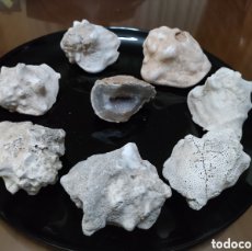 Coleccionismo de fósiles: STROMBUS BUBONIS MAR MEDITERRÁNEO Y GEODA. Lote 377444339