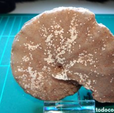 Coleccionismo de fósiles: AMMONITES FOSIL BARROISICERAS EN CALCITA. CRETACICO. MARRUECOS.