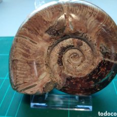 Coleccionismo de fósiles: AMMONITES FOSIL PARAPUZOSIA BERENENSIS. CRETACICO. MADAGASCAR.. Lote 379207884