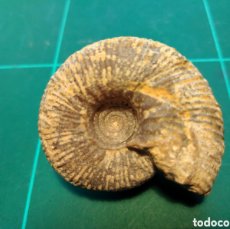 Coleccionismo de fósiles: AMMONITES FOSIL MORPHOCERAS SULCATUM. JURÁSICO. FRANCIA.. Lote 379212454