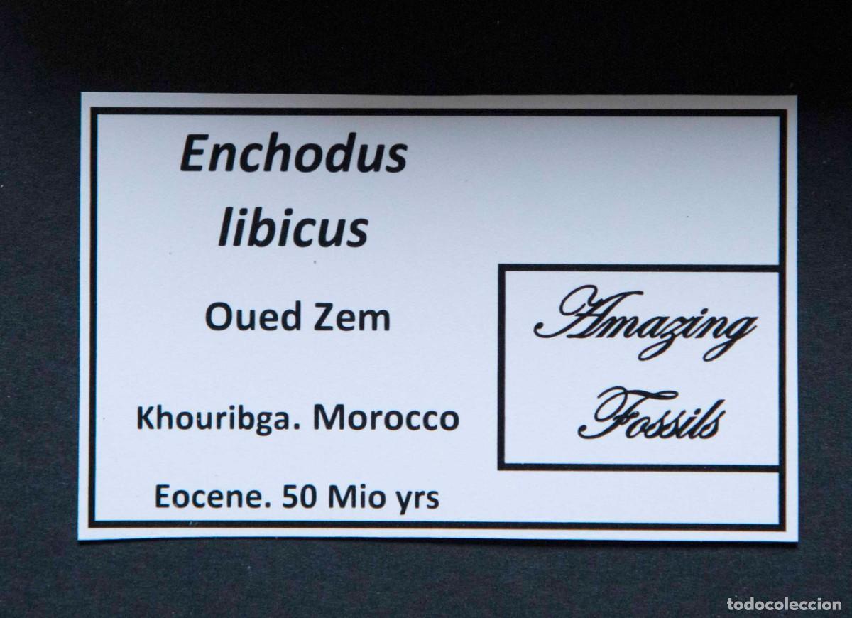 Coleccionismo de f&oacute;siles: Diente f&oacute;sil de Enchodus libicus. - Foto 5