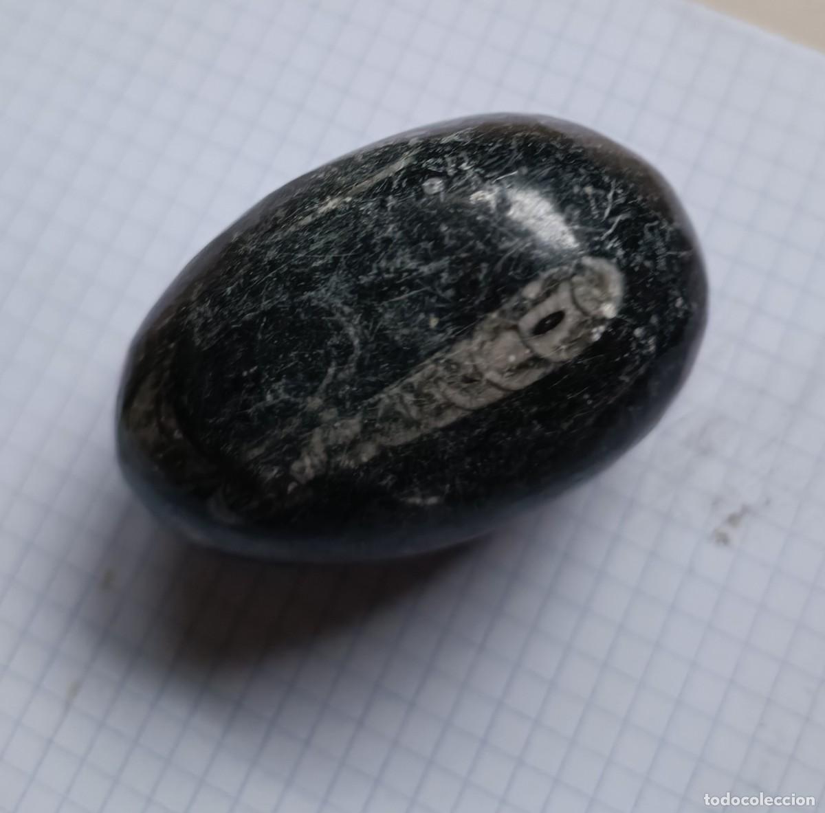 Coleccionismo de f&oacute;siles: OTHOCERAS MOROCCAN FOSSILS - Foto 2