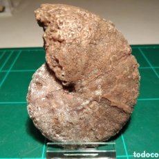 Coleccionismo de fósiles: AMMONITES FOSIL BARROISICERAS EN CALCITA. CRETACICO. MARRUECOS.