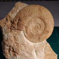 Coleccionismo de fósiles: AMMONITES FOSIL SUBDISCONPHINCTES KREUTZI. JURÁSICO. FRANCIA.. Lote 385738729
