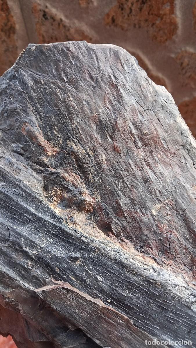 Coleccionismo de f&oacute;siles: Fosiles lepidendron sp. - Foto 1
